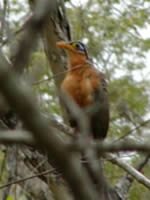 Lesser Ground-Cuckoo